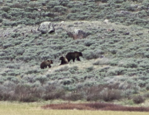 grizzly bear mom and babies